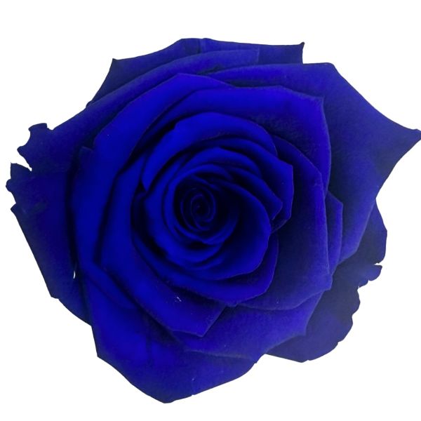 Yellow Preserved Roses