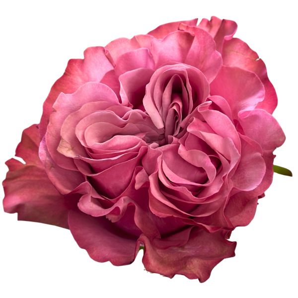 Lavender Rose Country Blue