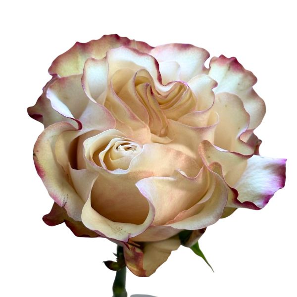 Bi color country candy Rose