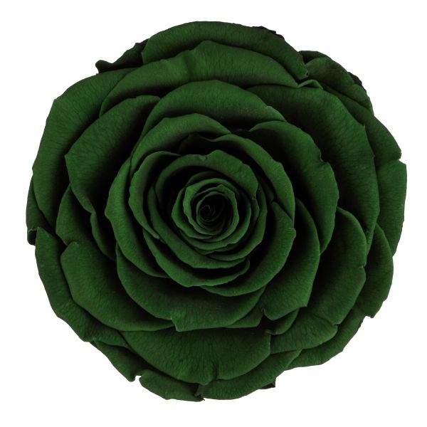 Dark Green preserved Roses