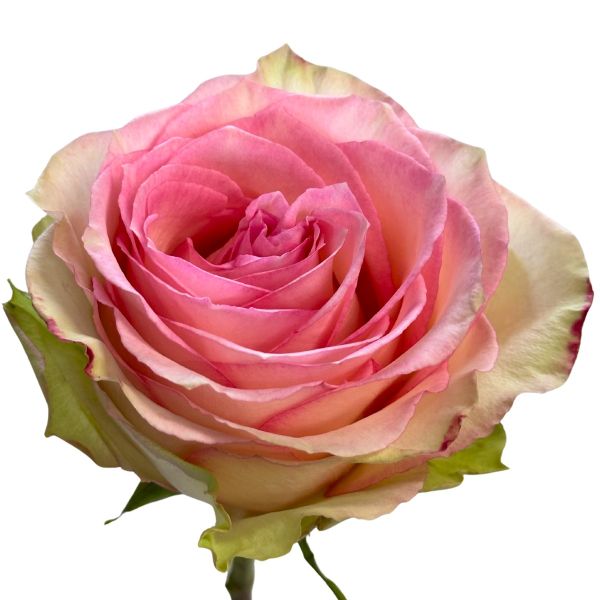 Light Pink Rose Esperance