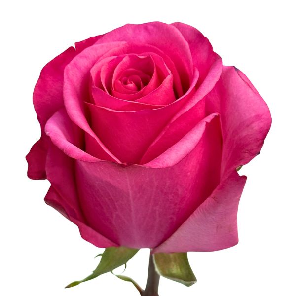 Hot Pink Fantasy Candy Roses