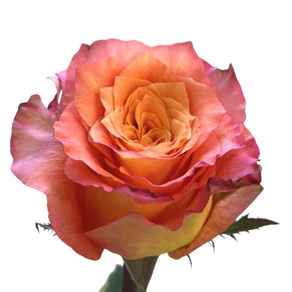 Orange Rose Free Spirit