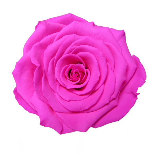 Fuchsia Preserved Roses 