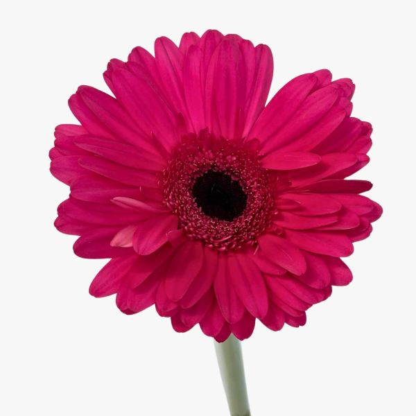 Gerbera Daisy — hot pink