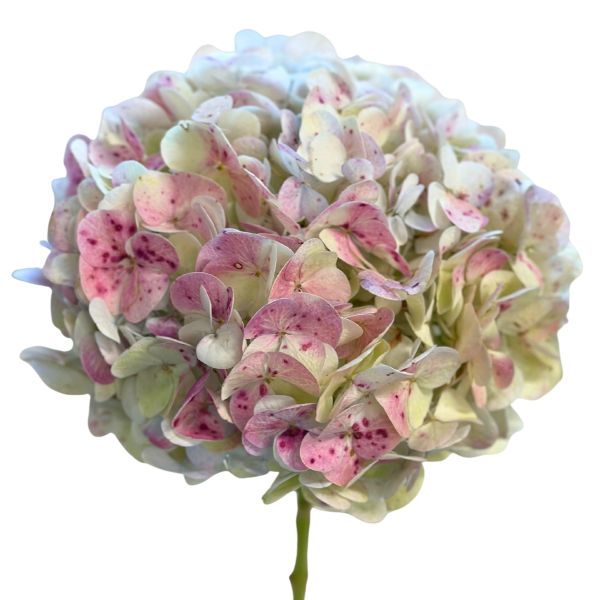 Hydrangeas Green Antique