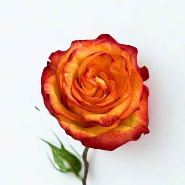 Bi-color High Magic Rose Orange & Yellow