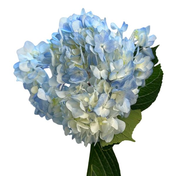Hydrangeas Blue Select