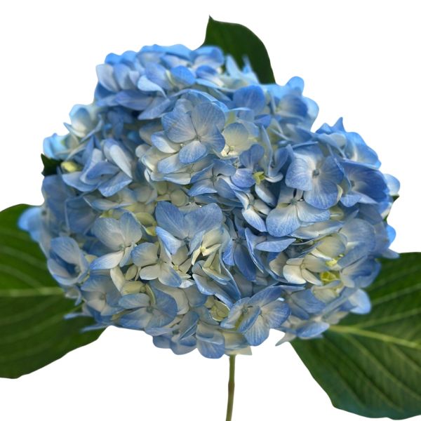 Hydrangeas Blue Premeium