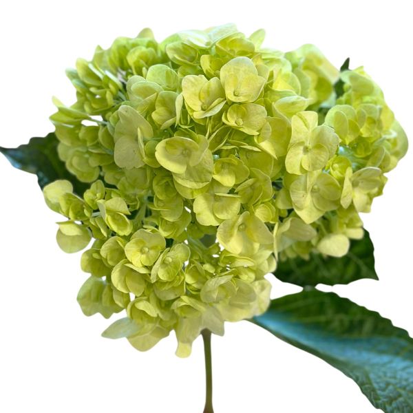 Hydrangeas Mojito Green