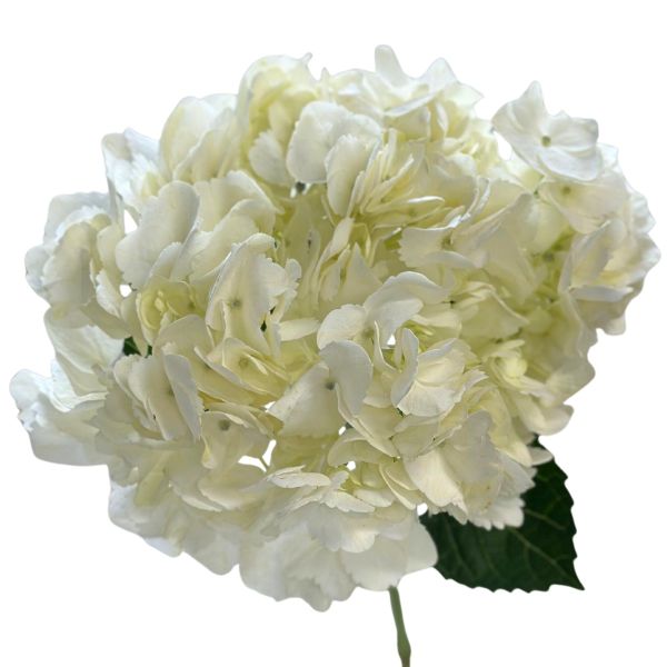 Hydrangeas White Select