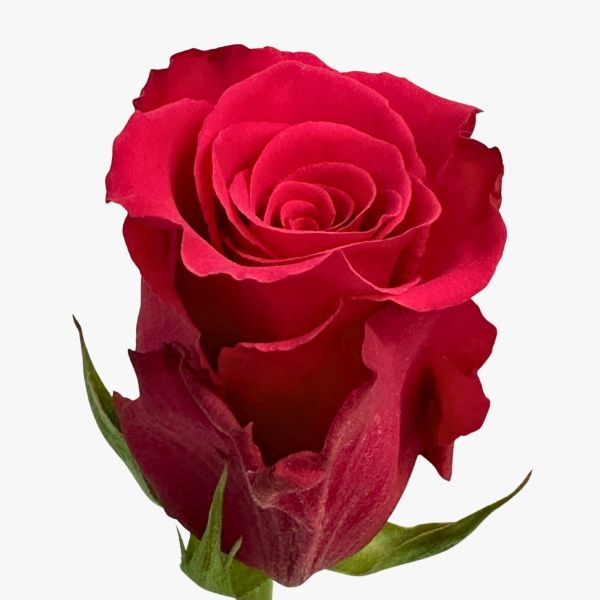 Hot Pink Jacaranda Rose