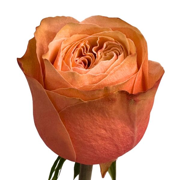 Dark Orange Bromo Rose