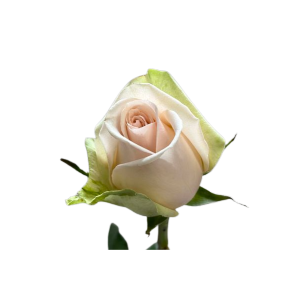 Bi-color Pink La Perla Rose