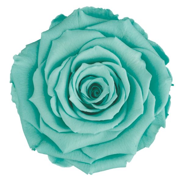 soft blue Preserved Roses