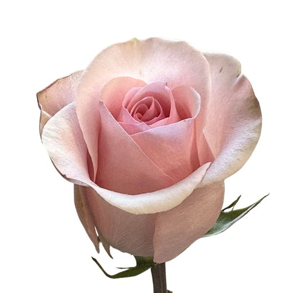Blush Pink Rose Novia