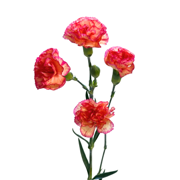 Mini Carnation Orange
