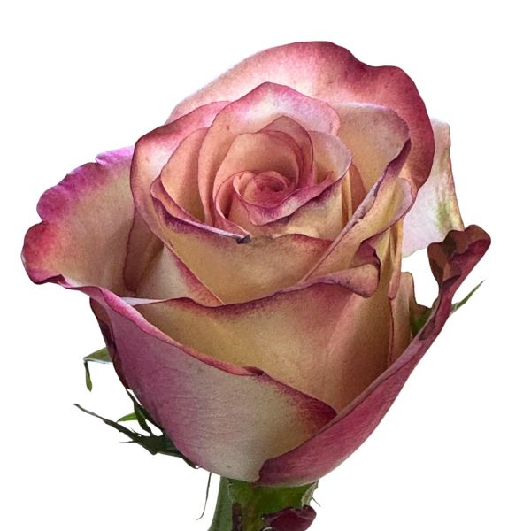 Candy Pink Paloma Roses 