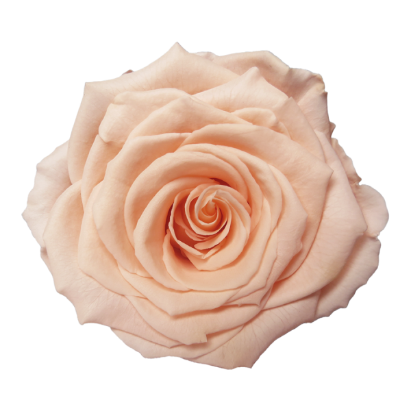 Peach Preserved Roses