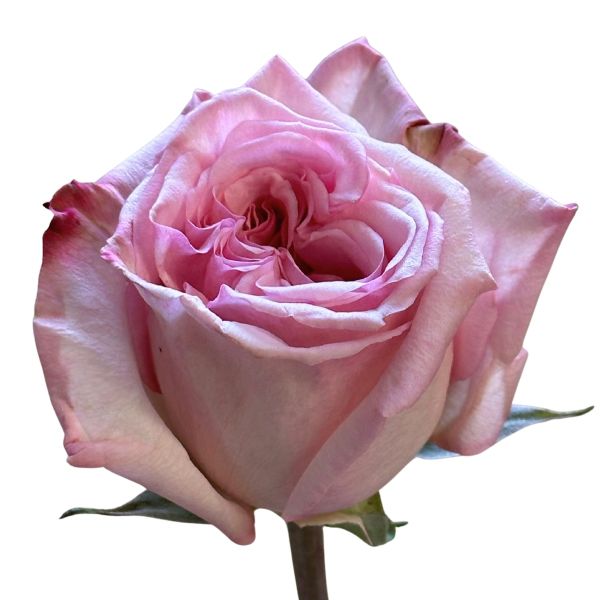 Garden Rose Pink O'Hara