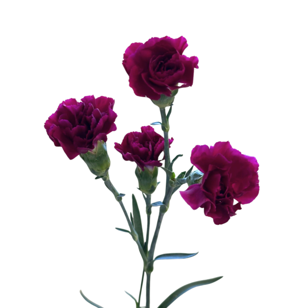 Mini Purple Carnations – Vibrant Purple Wholesale Mini Carnations in Bulk for Events & Bouquets