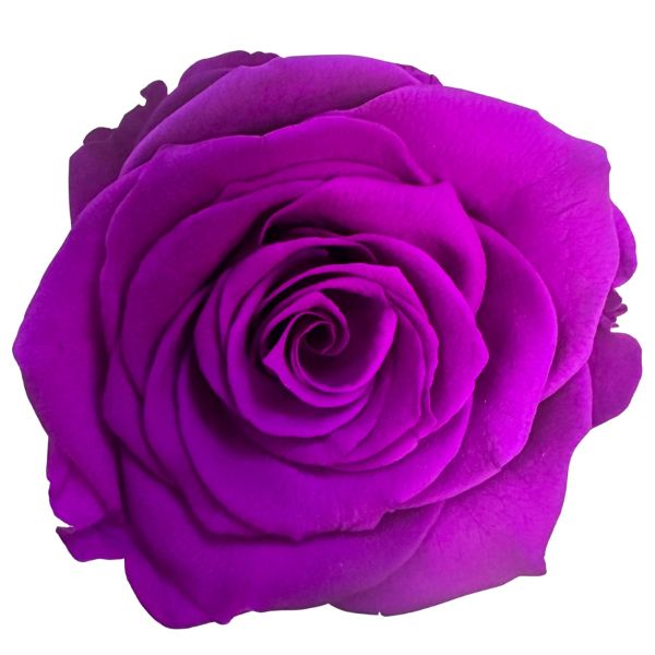 Yellow Preserved Roses