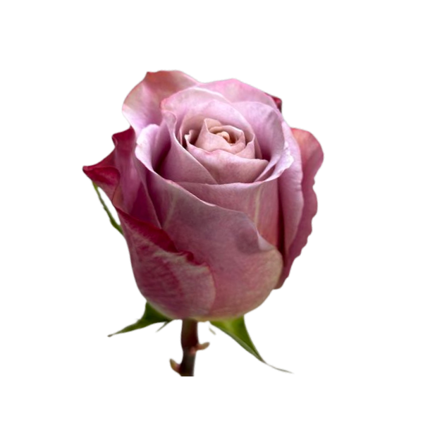 Mauve Lavander Purple Moon Roses 