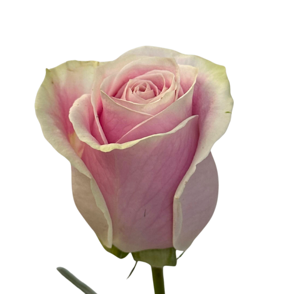 Pink Rose Rosita Vendela