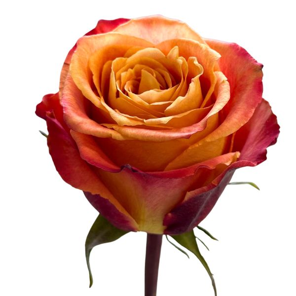 Yellow Bicolor Silantoi Roses 