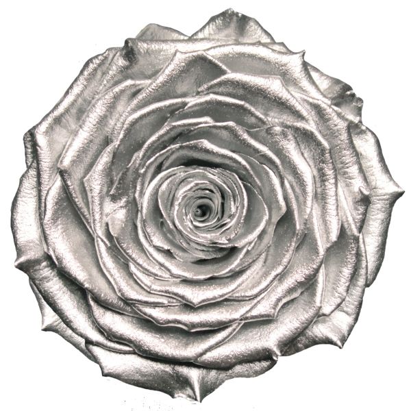 Hero Silver Preserved Roses