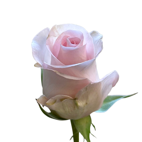 Blush Pink Rose Sweet Akito