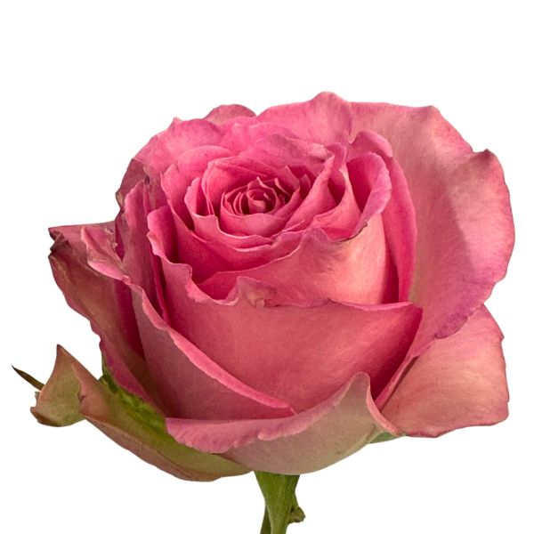 Hot pInk Sweet Unique Rose