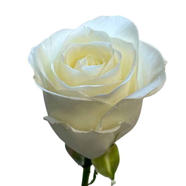 White Tibet Rose 
