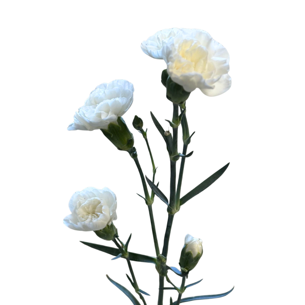 Mini White Paloma Carnation