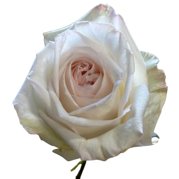 Garden Rose White O'Hara