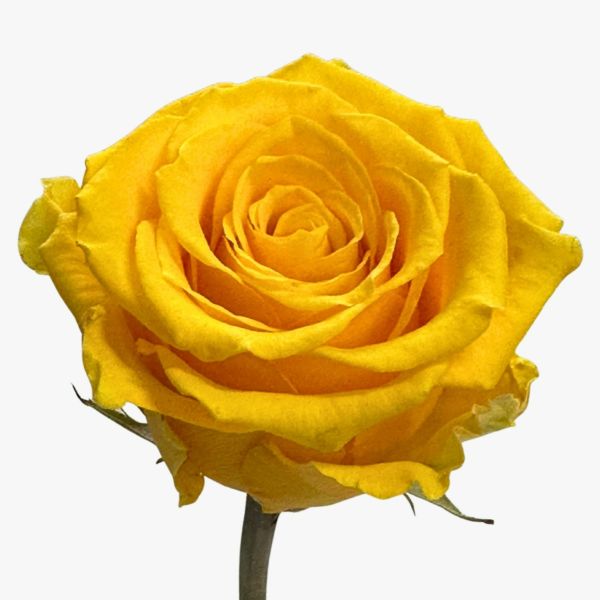 Lighthouse Rose Bright Yellow 