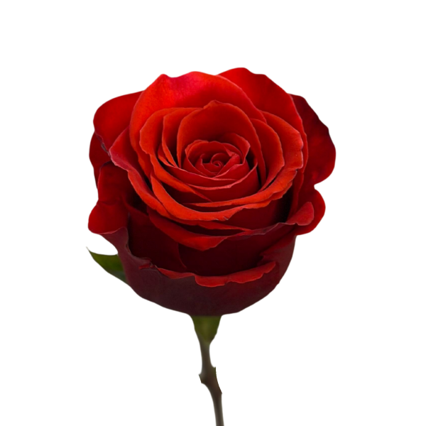 Dark Orange Rose Nina