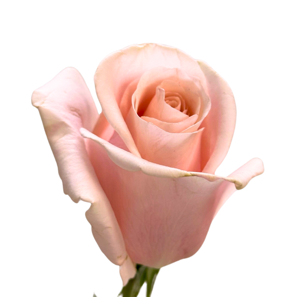 Light Pink Madonna Roses