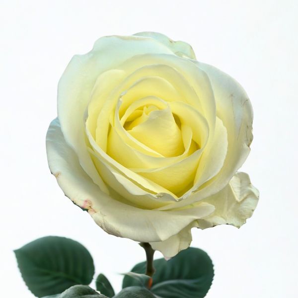White Tibet Rose 
