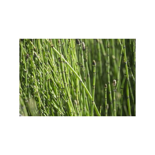 Horse Tail greenery for floral arrangements