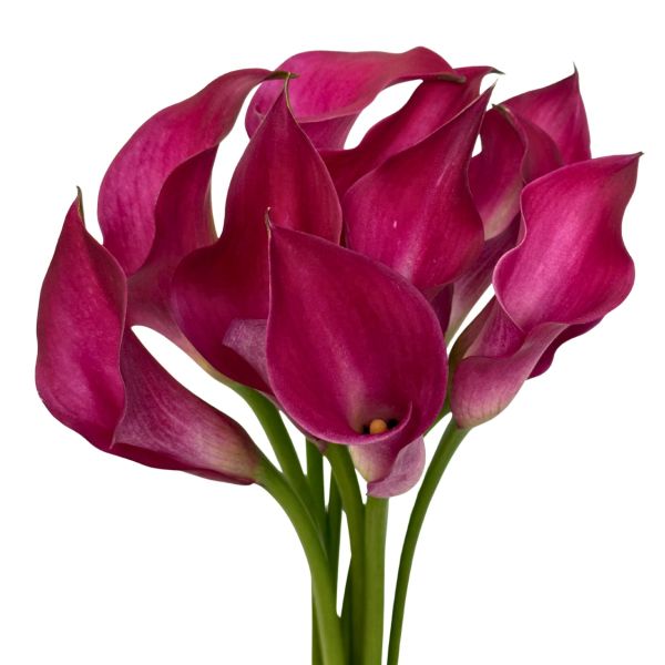 Mini Calla Pink
