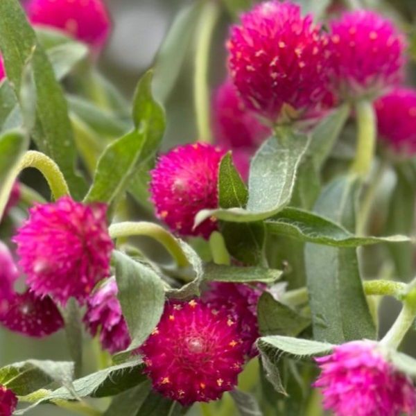 Hot pink - Gomphrena