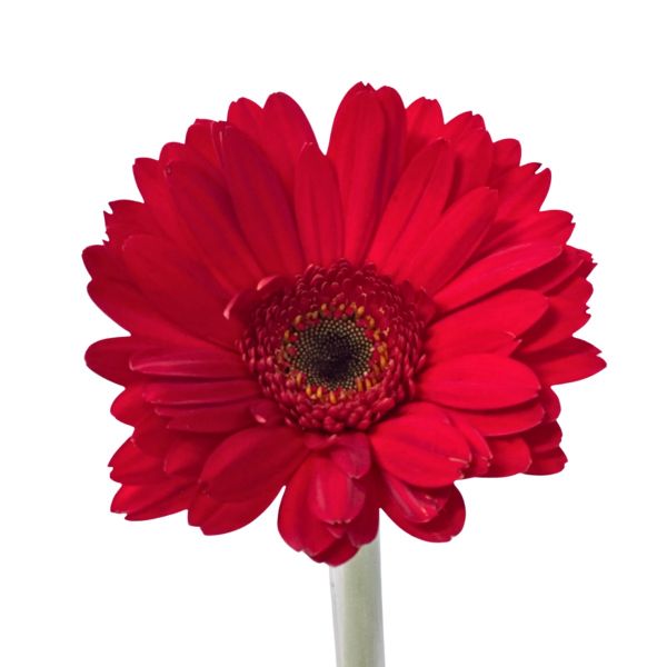 Gerbera Daysi Burgundy 
