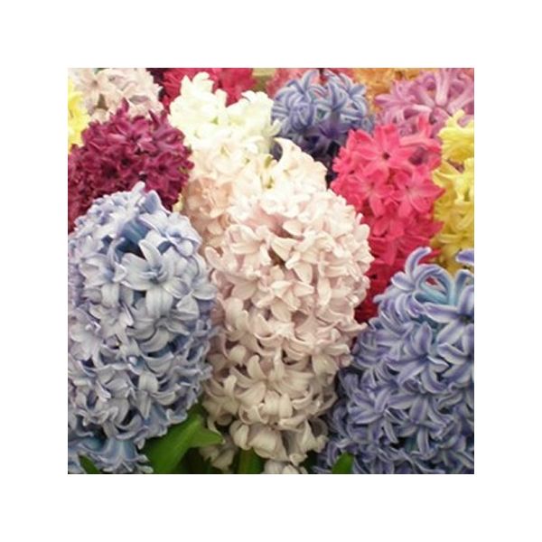 Hyacinth Assorted