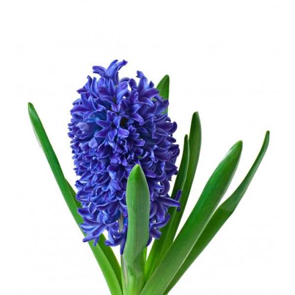 Hyacinth Blue