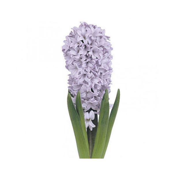 Hyacinth Lavender