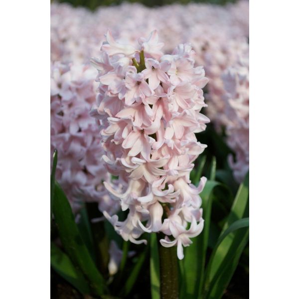 Hyacinth Pink