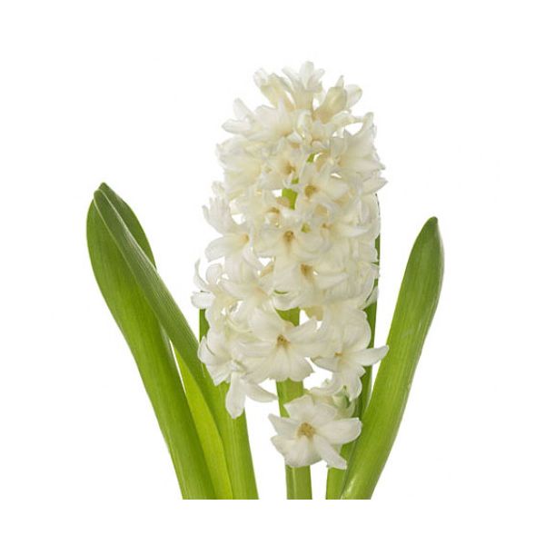 Hyacinth White