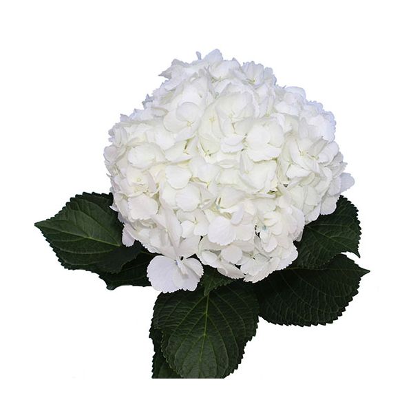 Hydrangea White Antique