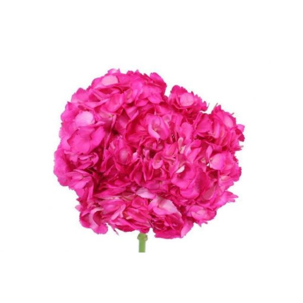Hydrangeas Hot pink